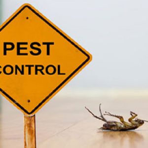 Why Pest Control is Essential for a Healthy Home and Workplace